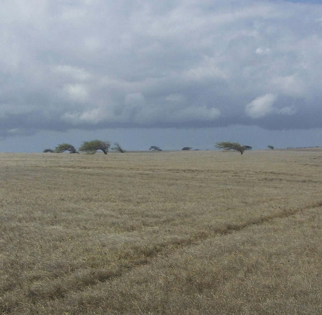 Feld in der Nähe von South Point, Hawaii