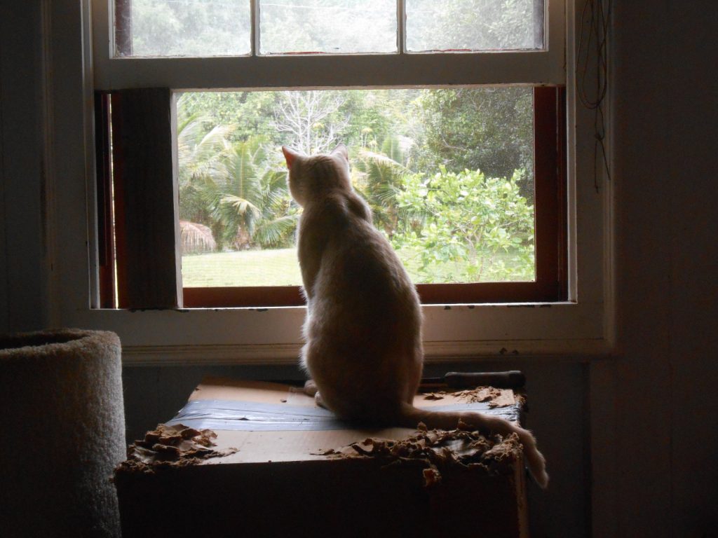 Katze schaut aus dem Fenster