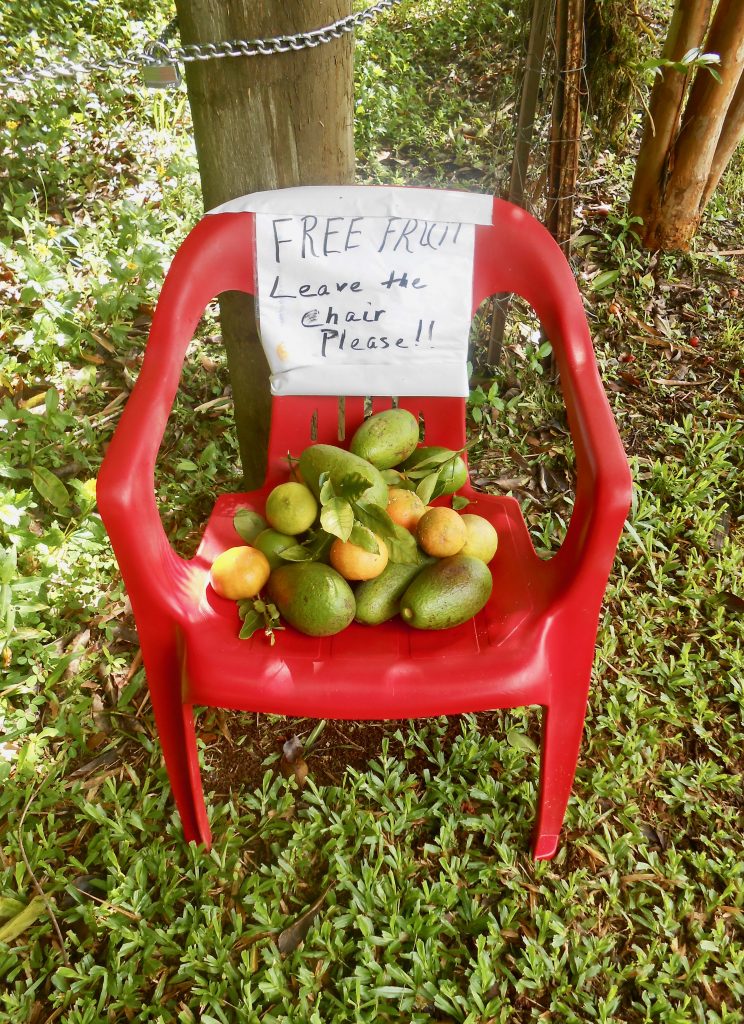 Chair with free fruit on Old Onomea Road, Papaikou