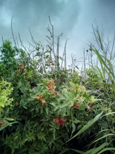 Plants and storm clouds