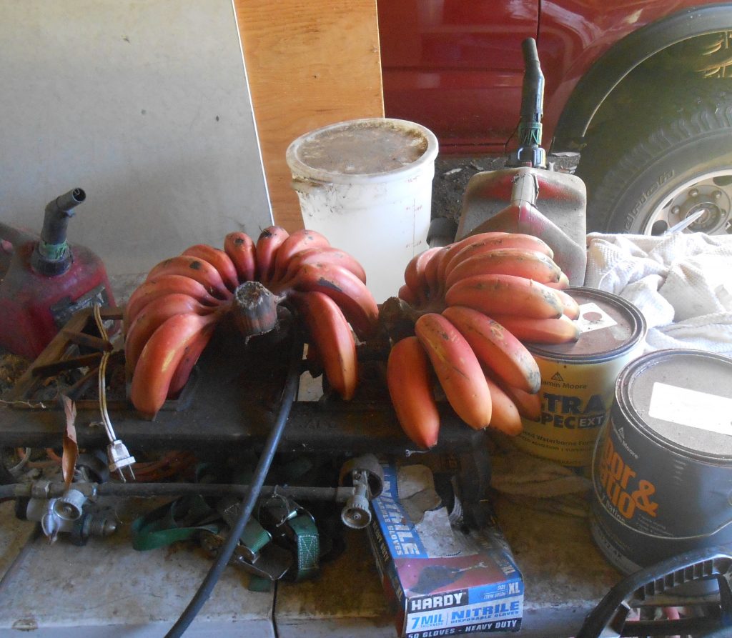 Red bananas in the shed