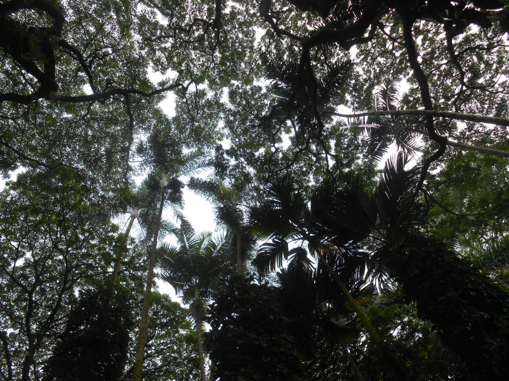 Canopy, Hawaii Tropical Botanical Garden, Papaikou