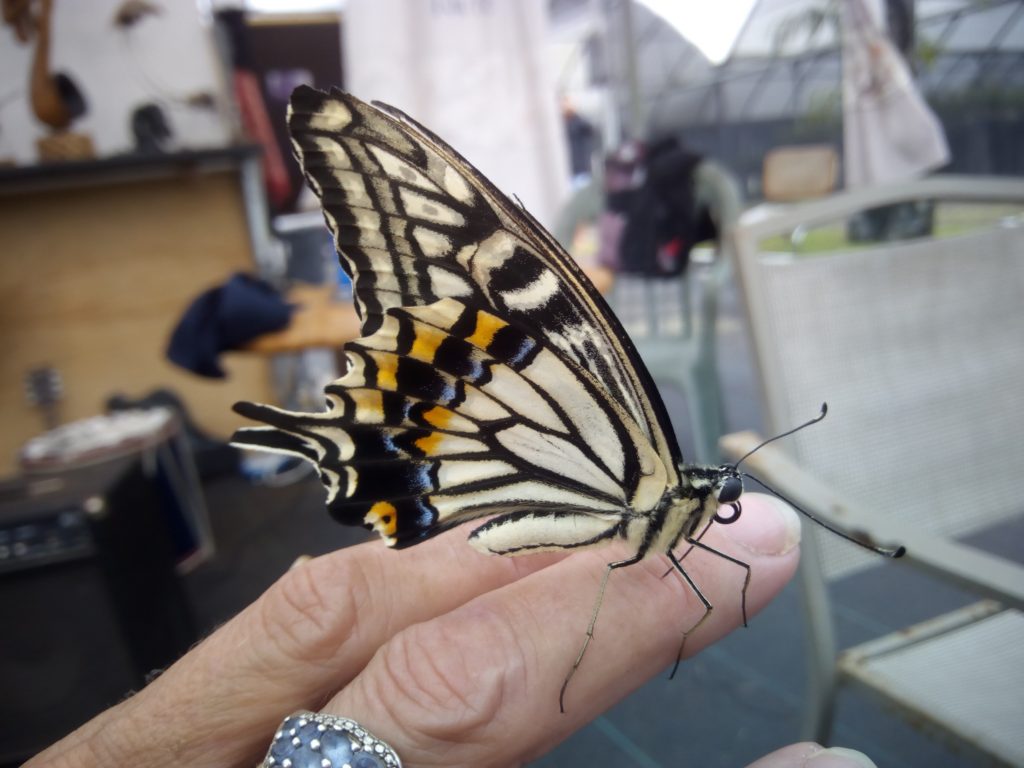 Chinese Yellow Swallowtail