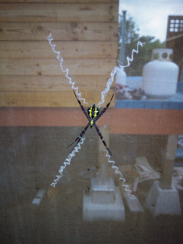 Gold-Wespenspinne (Argiope aurantia)