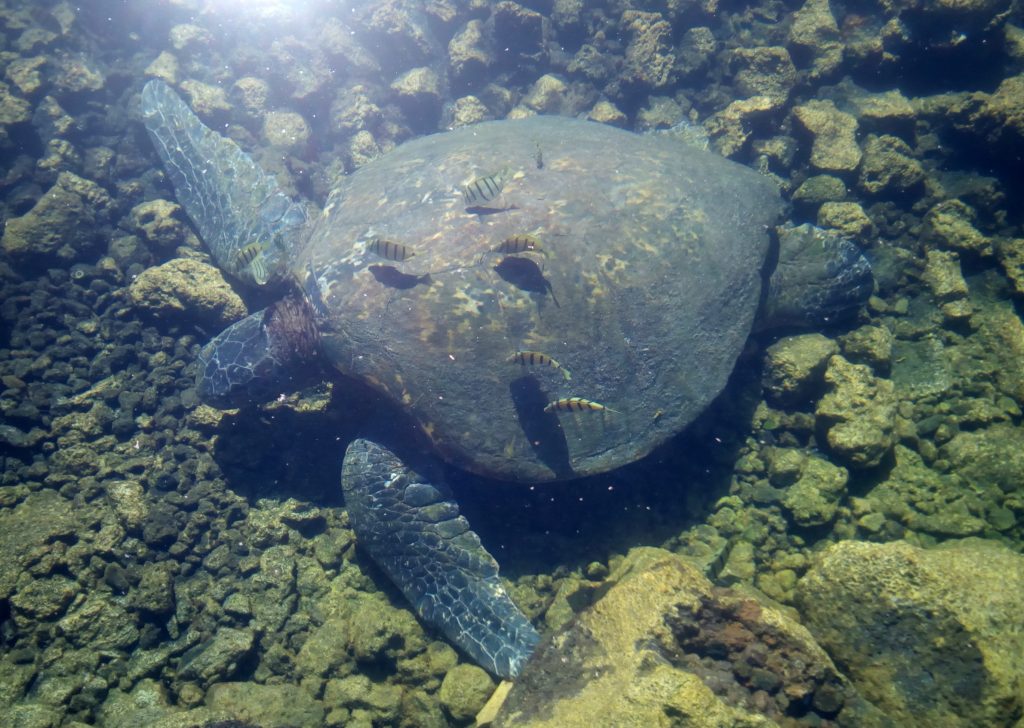 Grüne Meeresschildkröte und Sträflings-Doktorfische im Champagne Pond, Kapoho, Hawaii